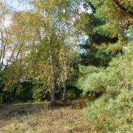 Продам участок 19 соток с выходом на речку Козинка в поселке Козин (Конча - Заспа), Большая дамба 7км (Код T13394) 